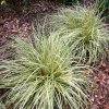 Carex Evergold 01m1