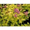 Spiraea%20japonica%20Goldmound%2001