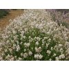 Lavandula angustifolia Arctic Snow 01