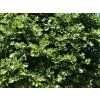 Platanus acerifolia Alphen s Globe 02