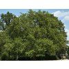 Platanus acerifolia Alphen s Globe 03