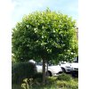 Platanus%20acerifolia%20Alphen%20s%20Globe%2001