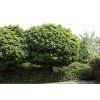 Acer%20platanoides%20Globosum%2002