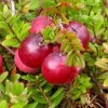 Vaccinium macrocarpon Big Pearl 01m