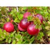 Vaccinium%20macrocarpon%20Big%20Pearl%2001