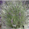 lavandula georg.1m1
