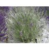 Lavandula%20chaytorae%20Gorgoneous%2001