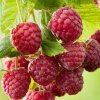 Rubus idaeus Sugana 01m1