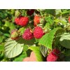 Rubus%20idaeus%20Sugana%2001