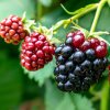 rubus blackberries 1m