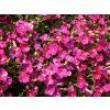 Aubrieta%20Burgundy%2001