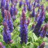 salvia%20compact%20deep%20blue