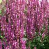 salvia sen.m.rose1m1