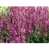 Salvia%20nemorosa%20Sensation%20Medium%20Rose%2001