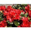 Rhododendron%20repens%20Scarlet%20Wonder%2005
