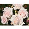 Rosa%20Constance%20Mozart%2001