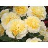 Rosa%20Sunny%20Sky%2002