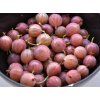 Angrest%20Spinefree%2001