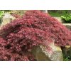 Acer%20palmatum%20Inaba%20shidare%2001