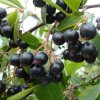 Aronia%20Hugin01s