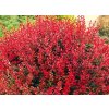 Berberis%20thunbergii%20Lutin%20Rouge%2003