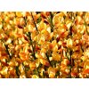 Cytisus%20scoparius%20Apricot%20Gem%2001