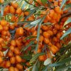Hippophae Pantělejevska01m