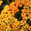achillea terracotta1m1