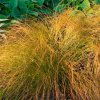 Carex testacea Prairie Fire 02m1