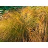 Carex%20testacea%20Prairie%20Fire%2001