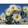 Aster%20novi%20belgii%20White%20Lady%2003