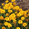 coreopsis 1m3