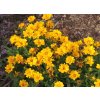 Coreopsis%20grandiflora%20Double%20Sun%2001
