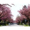 Prunus serrulata Kanzan 01