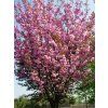 Prunus serrulata Kanzan 02