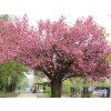 Prunus serrulata Kanzan 04