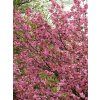 Prunus serrulata Kanzan 05