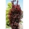 Fagus%20sylvatica%20Dawyck%20Purple