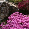 Phlox%20subulata%20Mc%20Daniels%20Cushion01