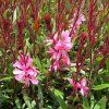 Gaura Gaudi Rose 03