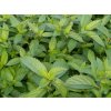 Mentha%20Swiss%20Ricola