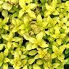 Origanum%20Goldtaler02