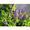Gentiana%20makinoi%20Luis%20Easy%20Blue%2001