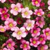 Saxifraga%20Alpino%20Deeep%20Rose02