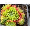 Sempervivum%20Guard%20Larose%2001