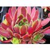 Sempervivum%20Jumbo%2002