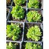 Sempervivum hybridum Gaton01