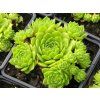 Sempervivum%20Gaton%2002
