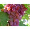 Vitis%20Jupiter01
