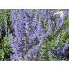 Perovskia%20atriplicifolia%20Lacey%20Blue%2002